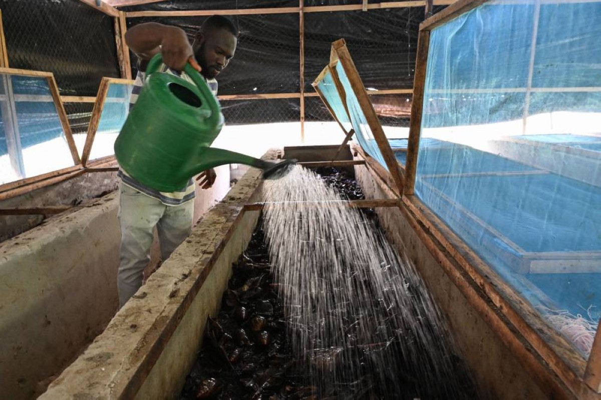 A snail farmer pours water at a snail farm in Azaguie.--AFP photos