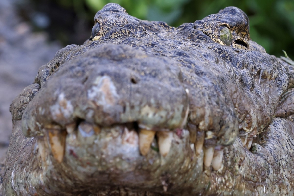 A crocodile is seen in the "Caimans lake" next to the former Houphouet-Boigny House in Yamoussoukro.