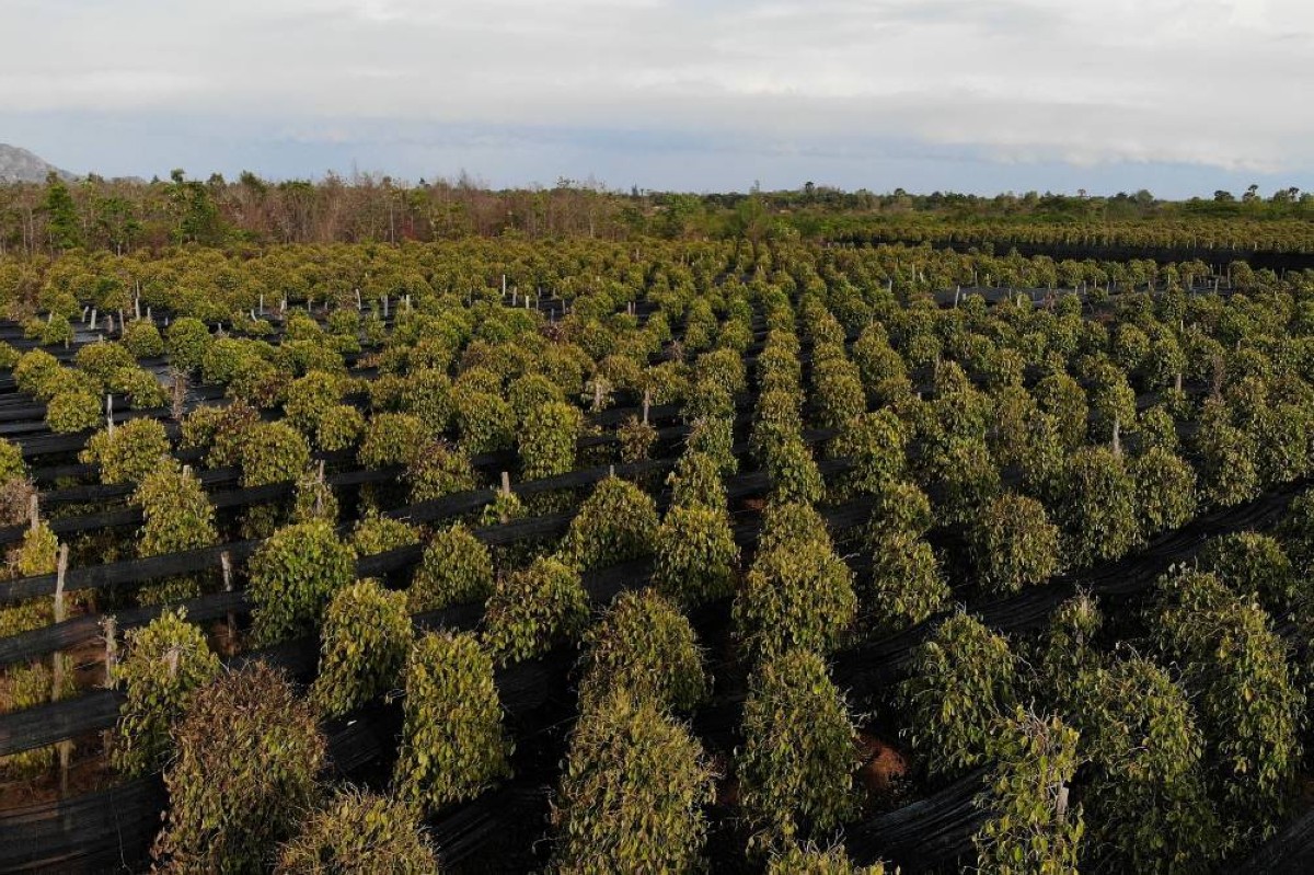 This aerial shows a general view of a pepper farm in Cambodia&#039;s Kampot province.