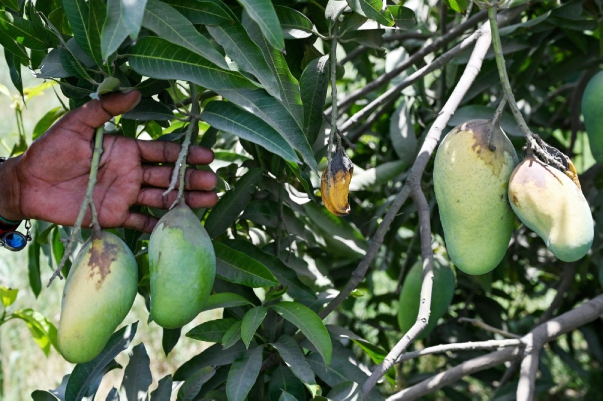 Pakistan farmers pin poor mango crop on climate change | kuwaittimes