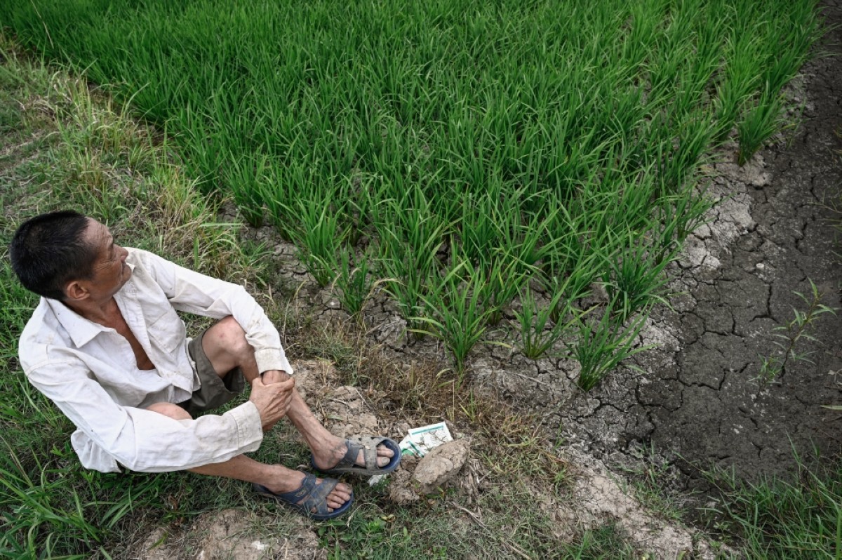 Central China farmers face crop failures in 'withering' drought |  kuwaittimes
