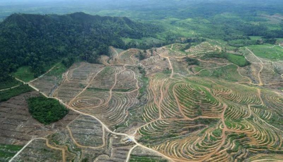 Indonesia palm oil firm accused of illegal deforestation | kuwaittimes