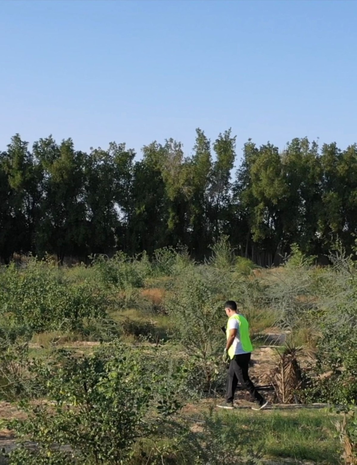 Dr Issa Al-Issa walking through the forest.