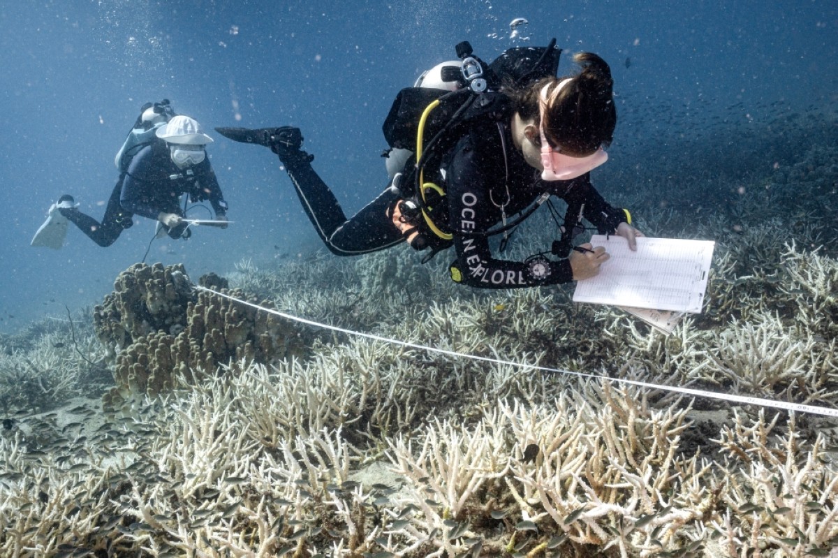 Divers turn conservationists as corals bleach worldwide