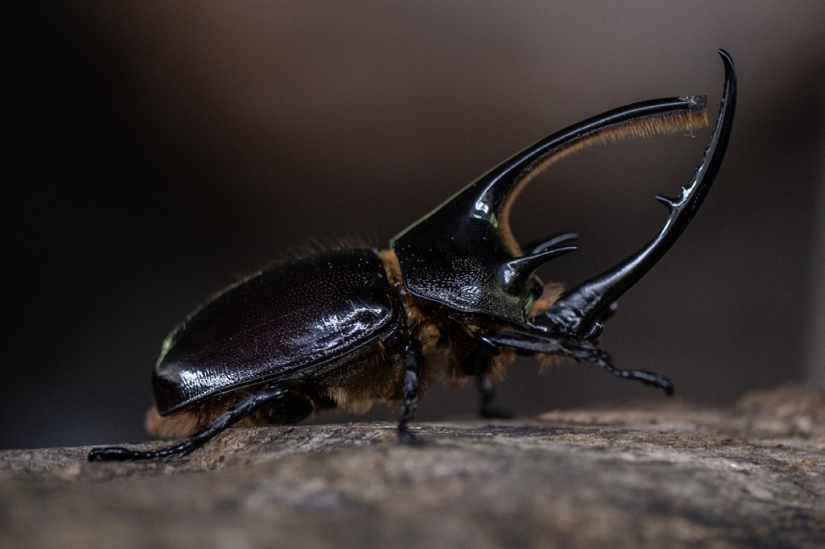 In Colombia, hungry beetle larvae combat trash buildup