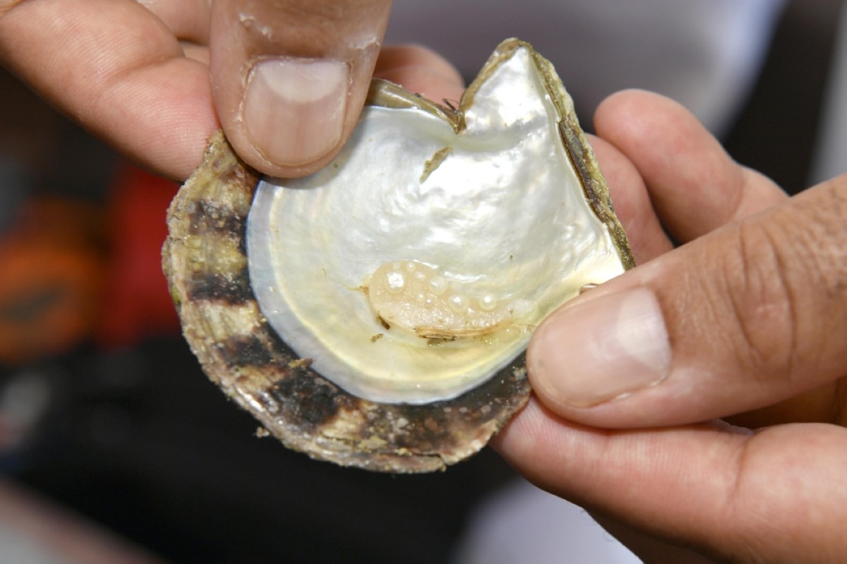 Process of extracting the pearls from shells.