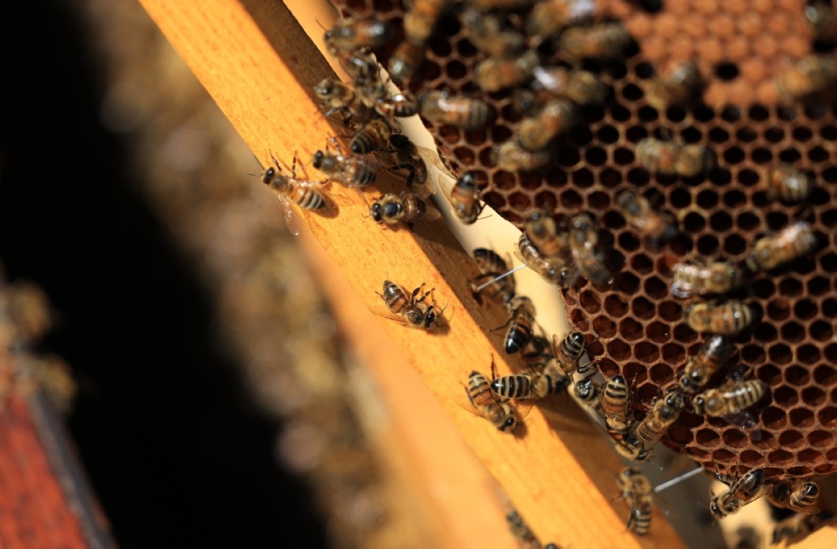 'Bees starving' in disastrous year for French honey