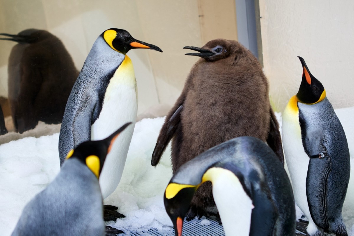 Hefty Australian penguin chick ‘Pesto’ becomes star