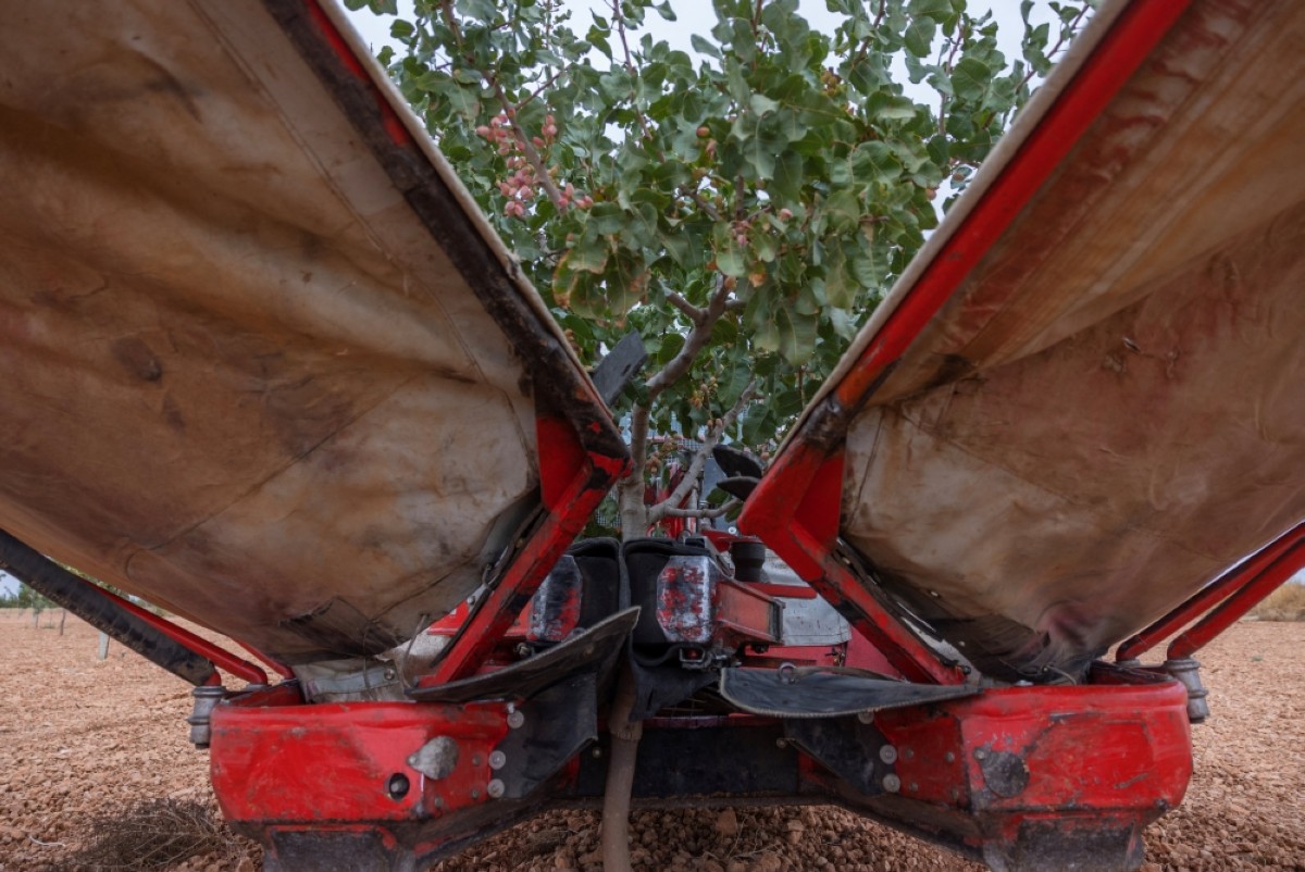 Droughts drive Spanish boom in pistachio farming