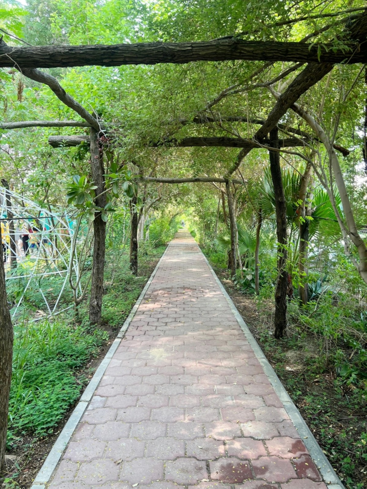 KUWAIT: A tree-lined walkway is seen covered by a wooden trellis with lush greenery overhead, leading through a garden at the Shamiya Greenhouse. — Photos by Passant Hisham