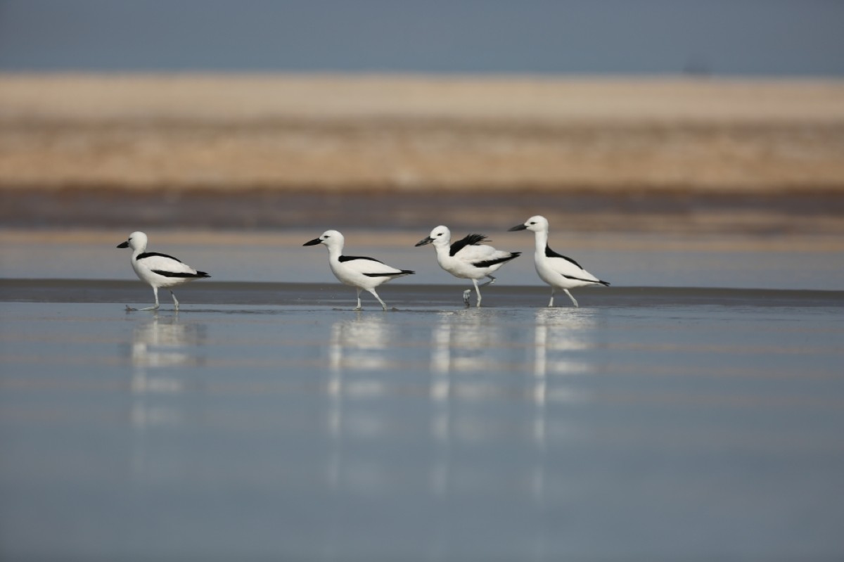A group of crab plovers strolls across shimmering tidal flats.