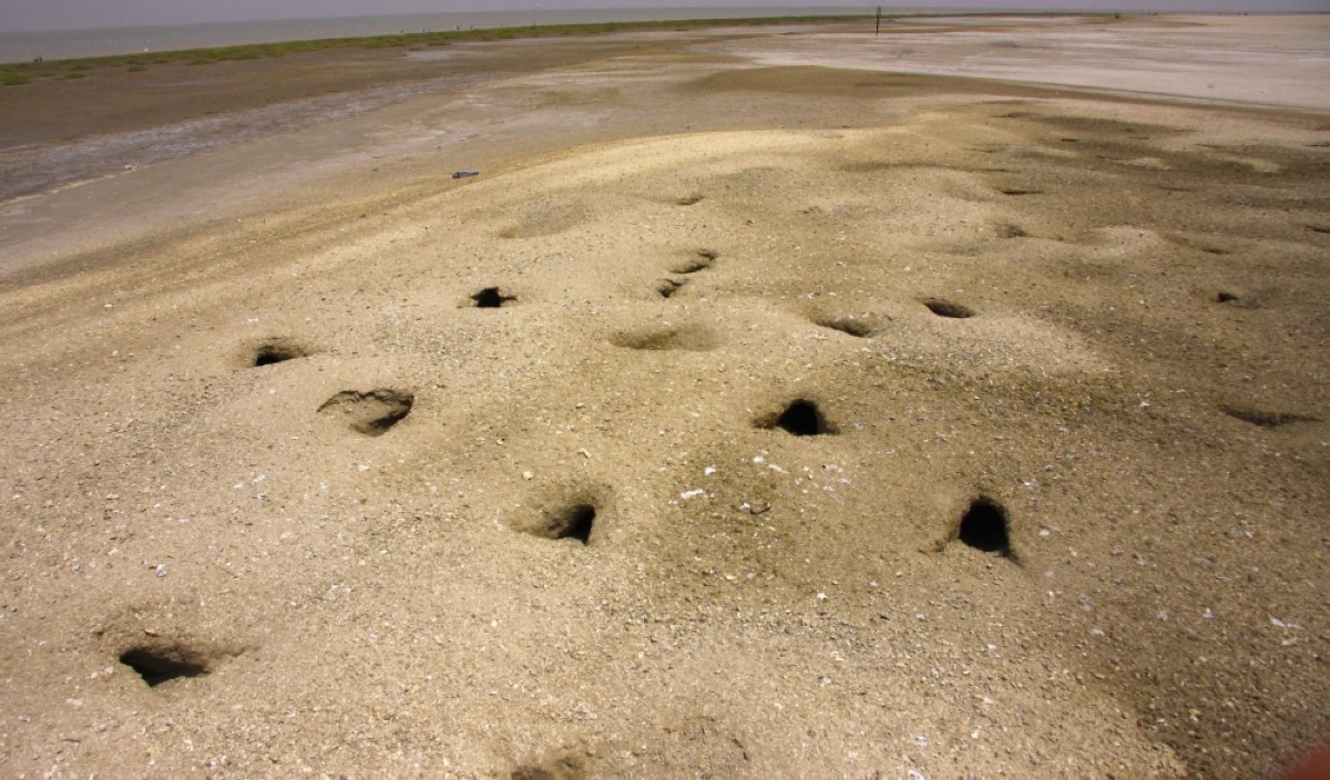 Crab plovers&#039; nests at a depth of 2 meters on Boubyan island.