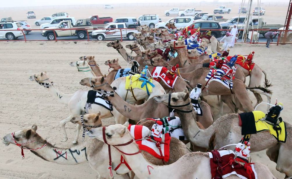 Camels compete during a Camel race championship at the Kuwait Camel Racing Club, in Kabd, in the Jahra governorate. - Photos by Yasser Al-Zayyat