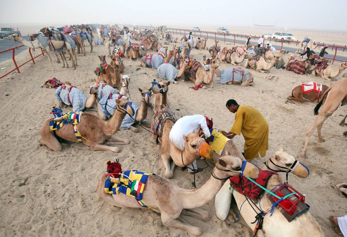 Kuwaitis make preparations ahead of a Camel race championship at the Kuwait Camel Racing Club, in Kabd, in the Jahra governante on early October 12, 2019.