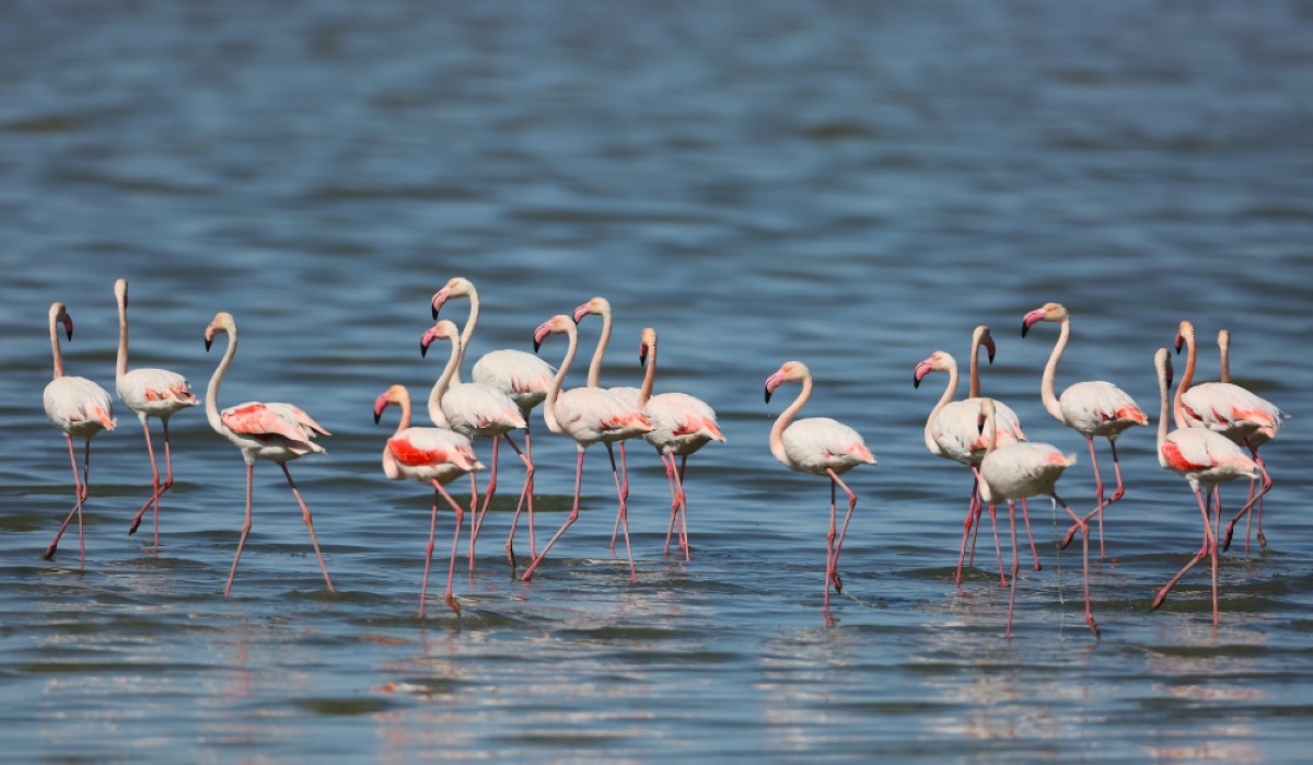 A flock of flamingos wading gracefully in shallow waters. - Photos by Khaled Saleh Al Nasrallah