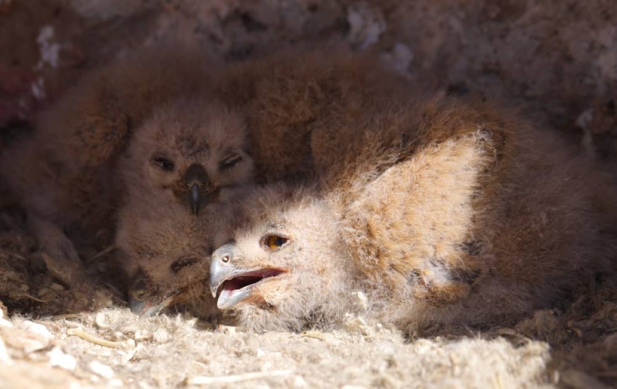 Barn owl chicks