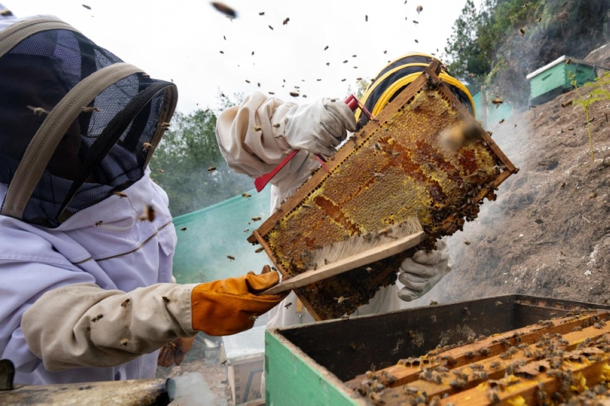 How climate funds helped Peru’s women beekeepers stay afloat