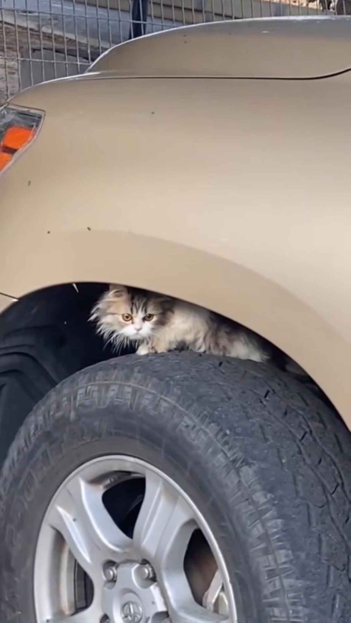 KUWAIT: A dumped cat hides in a car seeking refugee from cold weather. 