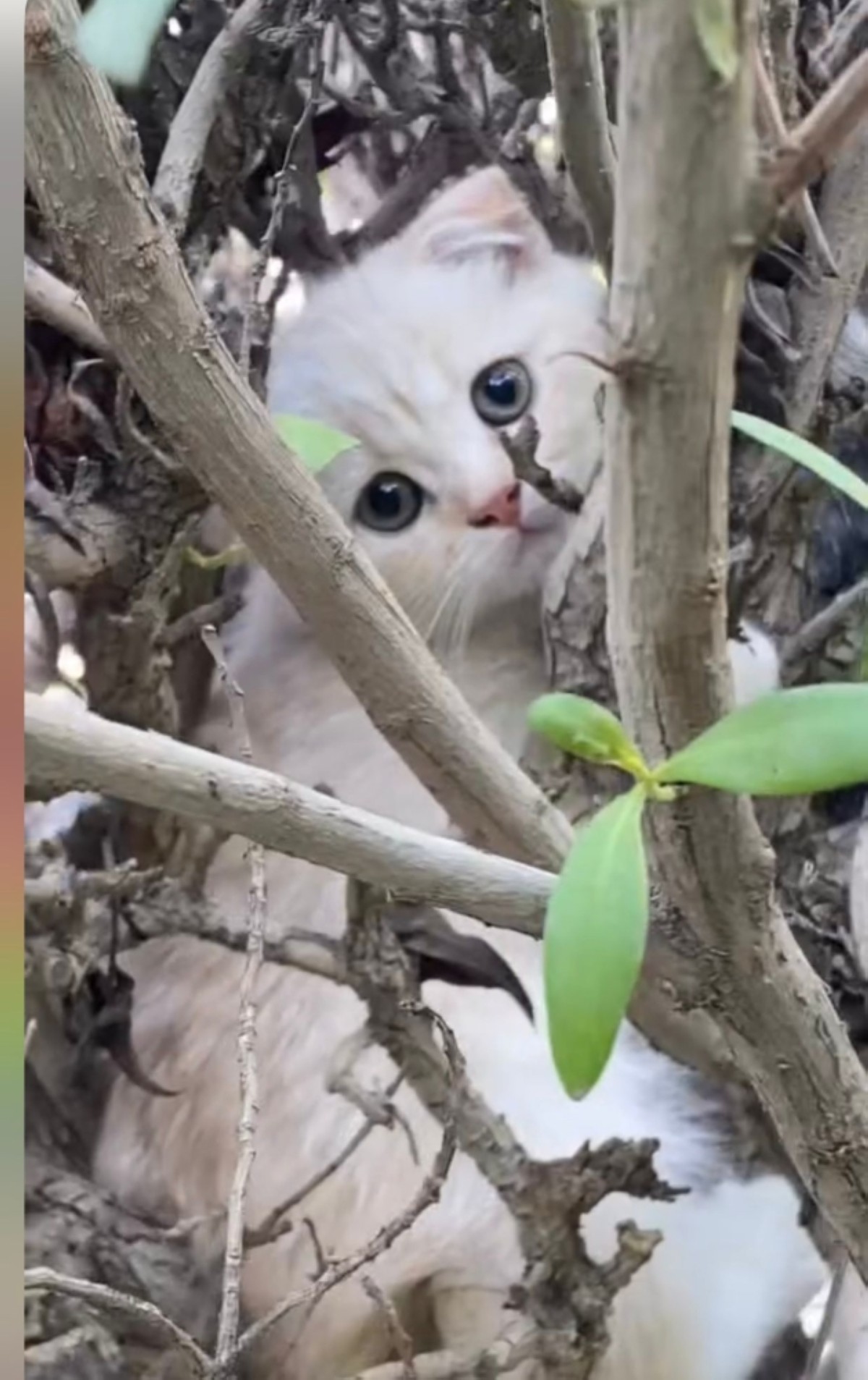 A dumped kitten hides in the bushes to protect itself from the cold.