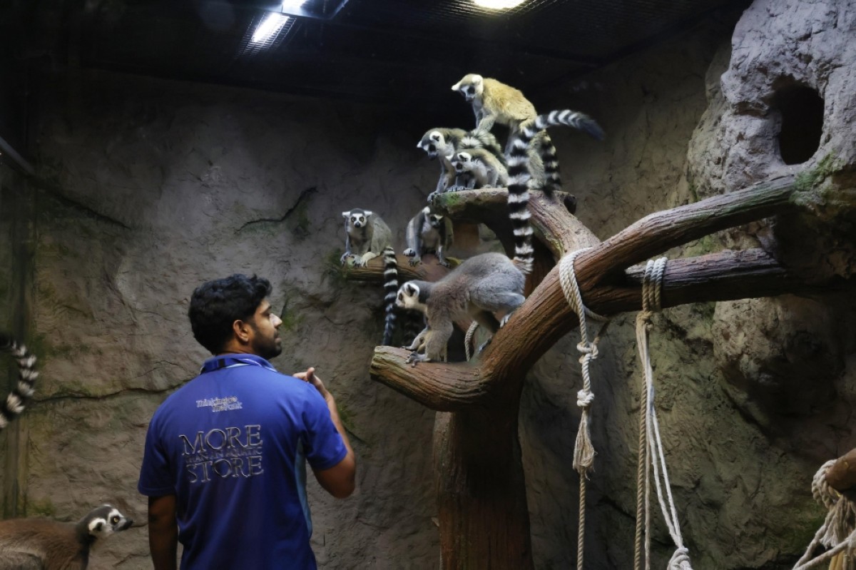 A visitor observes ring-tailed lemurs. 