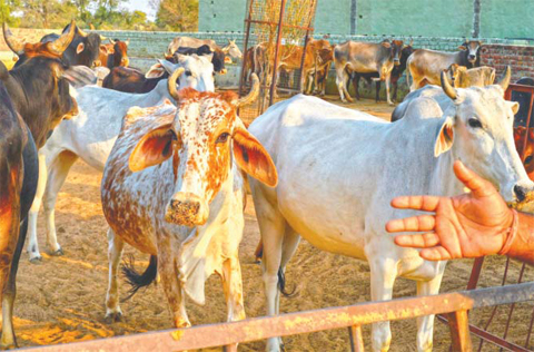 Cows gather at a cow shelter owned by Babulal Jangir, a rustic self-styled leader of cow raiders, and Gau Raksha Dal (Cow Protection Squad) in Taranagar in the desert state of Rajasthan. Cow slaughter and consumption of beef are banned in Rajasthan and many other states of officially secular India which has substantial Muslim and Christian populations, and almost every night a vigilante squad lie in wait for suspected cattle smugglers, in a bid to enforce the ban. — AFP
