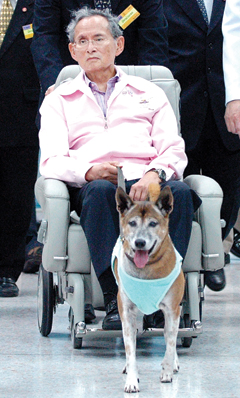 BANGKOK: In this file photo, Thai King Bhumibol Adulyadej holds the leash of his dog while sitting in a wheelchair at a hospital in Bangkok. — AFP