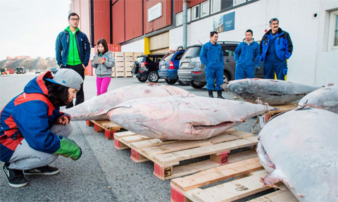NUUK: People look at tuna fish caught in the waters off Greenland being loaded at the harbor in Nuuk, Greenland. — AFP