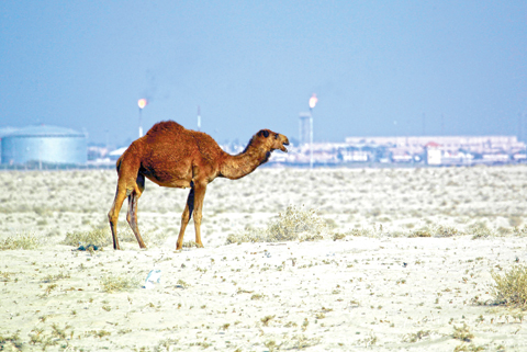 SAMAWA, Iraq: A picture taken on Dec 14, 2015 shows a camel standing in this southern desert in an area used by Iraqi herdsmen to graze their stock. - AFP nn