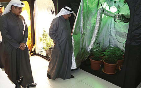 marijuana-kuwait-2