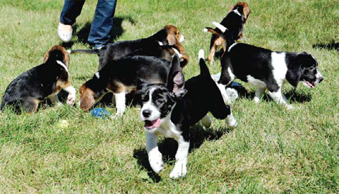 NEW YORK: This Sept 29, 2015, photo provided by Cornell University College of Veterinary Medicine shows seven week-old puppies born by in vitro fertilization at the Baker Institute for Animal Health. — AP