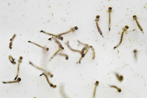Aedes Aegypti mosquito larvae are photographed in a lab of the International Training and Medical Research Center (CIDEIM) in Cali, Colombia. CIDEIM scientists are studying the genetics and biology of Aedes Aegypti mosquito which transmits the Zika, Chikungunya, Dengue and Yellow Fever viruses, to control their reproduction and resistance to insecticides. — AFP