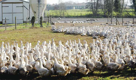 Ducks roaming in an outdoor enclosure in a farm in Benesse- Maremne, southwestern France