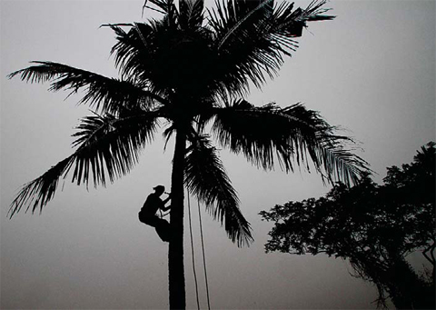 BHUBANESWAR: A villager climbs down from a coconut tree after picking up fresh coconut on a cold foggy morning on the outskirts of the eastern Indian city of Bhubaneswar, India. Coconut trees are no longer considered trees in the tropical Indian state of Goa, where authorities have reclassified them in order to clear the way for unfettered felling. —AP