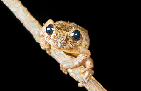 NEW DELHI: In this 2007 photo provided by biologist SD Biju, a Frankixalus jerdonii, belonging to a newly found genus of frogs, sits on the branch of a tree. — AP photos