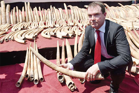 COLOMBO: Secretary General of CITES (Convention on International Trade in Endangered Species) John E Scanlon holds part of a cache of ‘blood ivory’ before it was destroyed in the Sri Lankan capital Colombo. Sri Lanka destroyed 359 pieces of ivory seized at the Colombo port in May 2012 while being illegally transported to Dubai from Kenya via Colombo. — AFP