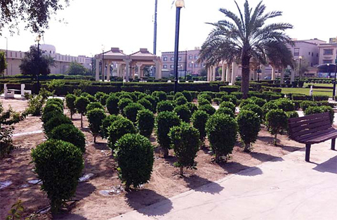 KUWAIT: Scenes from agricultural beautification projects previously carried out in Kuwait. —KUNA