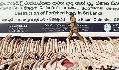 COLOMBO, Sri Lanka : A Sri Lankan customs officer walks near a cache of ‘blood ivory’ before it was destroyed in Colombo. — AFP photos