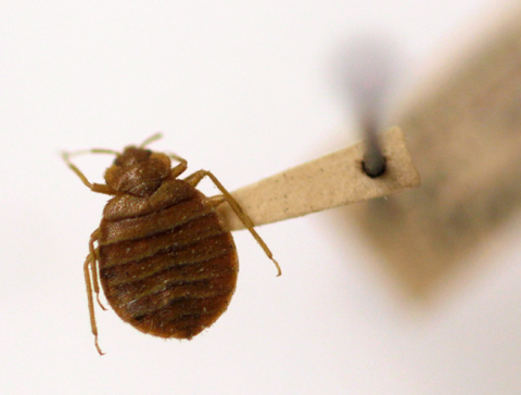 WASHINGTON: In this March 30, 2011, file photo, a bedbug is displayed at the Smithsonian Museum. — AP