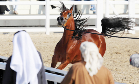 KUWAIT: A horse is paraded during the 5th International Arabian Horse Festival at the Bait al-Arab Arabian Horse Center yesterday. A total of 419 horses from various Arab countries are participating in the event. - Photo by Yasser Al-Zayyat