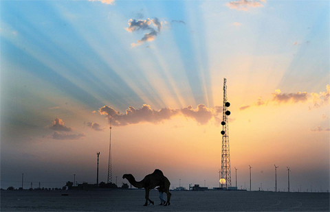 KUWAIT: A camel walks in the desert in Kuwait during sunset. —KUNA photo
