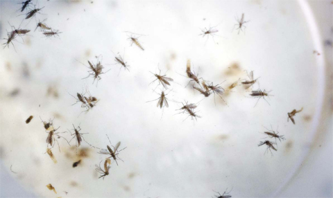 CUCUTA: A photo of aedes aegypti mosquitoes in a mosquito cage at a laboratory. — AP
