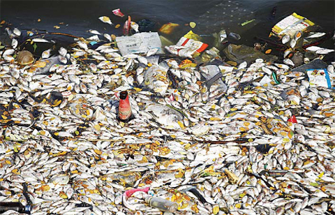 INDIA: Lifeless fish float near a bank of Ulsoor Lake.