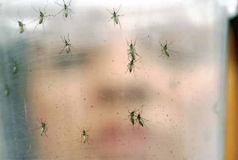 BRAZIL: File photo shows a researcher holds a container with female Aedes aegypti mosquitoes at the Biomedical Sciences Institute in the Sao Pauloís University in Sao Paulo, Brazil. —AP