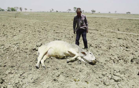 INDIA: An Indian farmer tries to revive his unconscious cattle dying on an unploughed field during a water crisis innGondiya village, 45km from Allahabad, yesterday.—AFP