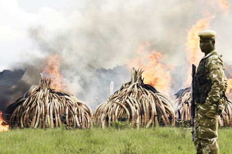 NAIROBI: A ranger stands in front of burning ivory stacks at the Nairobi National Park yesterday. - AFP 