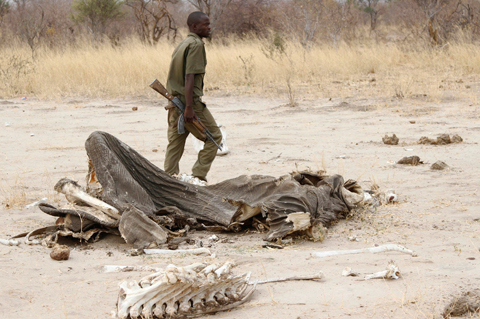 ZIMBABWE: File photo shows a game ranger walks by a rotting elephant carcass, in Hwange National Park, Zimbabwe. — AP