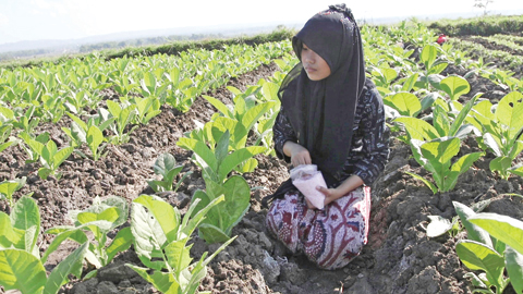 JAKARTA: This picture released by Human Rights Watch shows a girl harvesting tobacco on a farm near Sampang, East Java. — AFP
