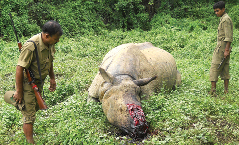 GUWAHATI: This file photo shows Indian forestry officials as they stand near the carcass of a one-horned rhinoceros which was killed and dehorned by poachers in Burapahar, a range of the Kaziranga National Park, some 250kms east of Guwahati.