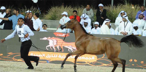 Kuwait keeps, breeds unique Arabian horses