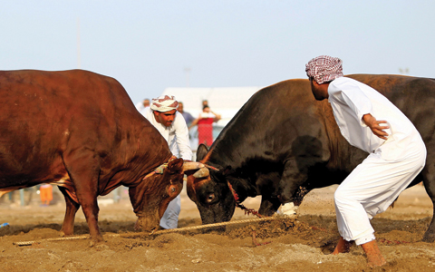 Emiratis watch a bullfight in Fujairah. — AFP photos